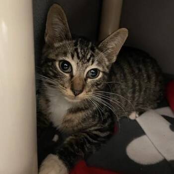 Galbi -  Domestic Short Hair Cat for Adoption in Wheaton, Illinois - Galbi | PetCurious