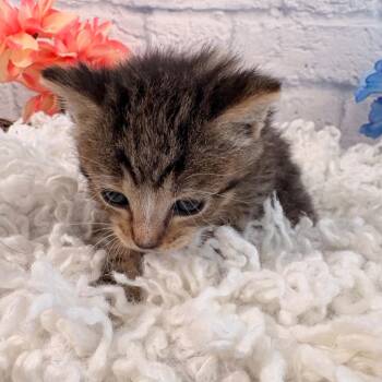 Bianco -  Domestic Short Hair Cat for Adoption in Harrisonburg, Virginia - Bianco | PetCurious