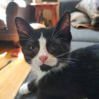 Jake Muller -  Domestic Short Hair Cat Available for Adoption in North Brunswick Township, New Jersey - Jake Muller | PetCurious