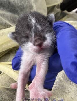 Domestic Short Hair Cats Available for Adoption in Dallas, Texas - POPPY | PetCurious