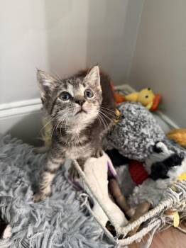 Wrecking Ball (Available for pre-adoption) -  Domestic Short Hair Cat for Adoption in Camden, South Carolina - Wrecking Ball (Available For Pre-adoption) | PetCurious