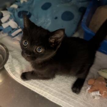 Navy -  Domestic Short Hair Cat for Adoption in Cape Girardeau, Missouri - Navy | PetCurious