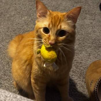 Franks -  Domestic Medium Hair Cat for Adoption in Tulsa, Oklahoma - Franks | PetCurious