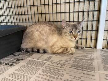 Snowflake -  Domestic Medium Hair Cat for Adoption in Green River, Wyoming - Snowflake | PetCurious