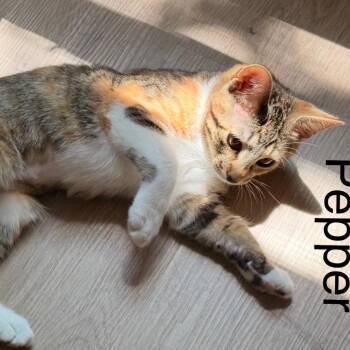 Pepper -  Domestic Short Hair Cat for Adoption in Crowley, Texas - Pepper | PetCurious