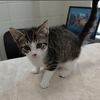 AVERY -  Domestic Short Hair Cat for Adoption - AVERY | PetCurious