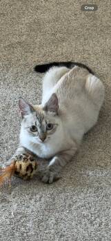 Riley -  Siamese Cat for Adoption in Kirkland, Washington - Riley | PetCurious