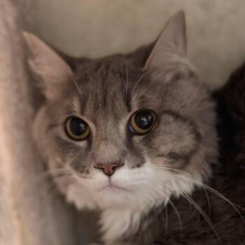 Tony -  Domestic Short Hair Cat for Adoption in Pittsford, Vermont - Tony | PetCurious