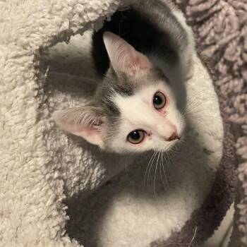 Jellybean -  American Shorthair Cat for Adoption in Norton, Massachusetts - Jellybean | PetCurious