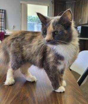 Greta -  Dilute Calico and Domestic Long Hair Cat for Adoption in Bucyrus, Ohio - Greta | PetCurious