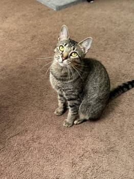 Tilly -  Domestic Short Hair Cat for Adoption in Murfreesboro, Tennessee - Tilly | PetCurious