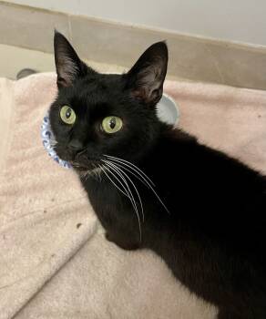 Rescue Domestic Short Hair Cats for Adoption in Chicago, Illinois - Cowgirl | PetCurious