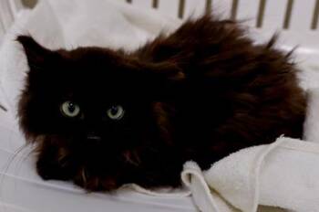 Domestic Long Hair and Domestic Short Hair Cats Available for Adoption - Petunia | PetCurious
