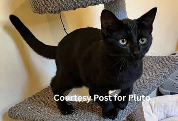 Rescue Domestic Short Hair Cats for Adoption in Benicia, California - Pluto [courtesy Post] | PetCurious