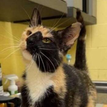 Autumn -  Domestic Short Hair Cat for Adoption in New York, New York - Autumn | PetCurious