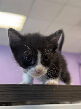 Gustavo* -  Domestic Short Hair Cat for Adoption in El Paso, Texas - Gustavo* | PetCurious