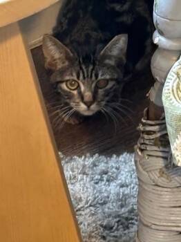 Rescue Domestic Short Hair Cats for Adoption in Hardeeville, South Carolina - Harvest | PetCurious