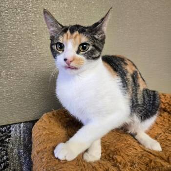 Beasley -  Domestic Short Hair Cat for Adoption in Pennsville Township, New Jersey - Beasley | PetCurious