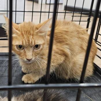 Galinda -  Domestic Medium Hair Cat for Adoption in Lake Jackson, Texas - Galinda | PetCurious