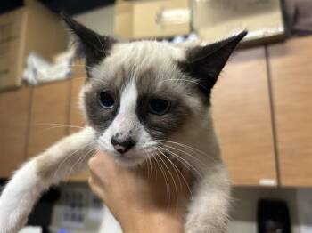 ROCKET -  Snowshoe Cat for Adoption in Modesto, California - ROCKET | PetCurious