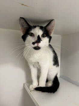 Rescue Domestic Short Hair Cats for Adoption in INDN HBR BCH, Florida - Quebec | PetCurious