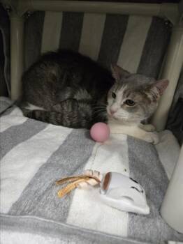 Domestic Short Hair Cats Available for Adoption - BROOKS | PetCurious