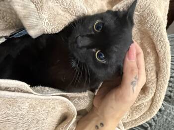 Domestic Short Hair Cats Available for Adoption - Skip  | PetCurious