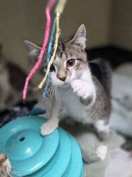 Stratus -  Domestic Short Hair Cat for Adoption in Westland, Michigan - Stratus | PetCurious