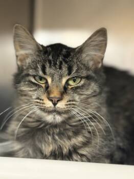 Rescue Domestic Medium Hair and Domestic Short Hair Cats for Adoption in Westland, Michigan - Guinivere | PetCurious