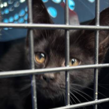 Big Bird -  Domestic Short Hair Cat for Adoption in New York, New York - Big Bird | PetCurious