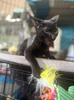 Kura Tempe -  Domestic Short Hair Cat for Adoption in Chandler, Arizona - Kura Tempe | PetCurious