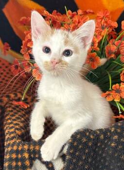 6/30/26 Liberty -  Domestic Short Hair Cat for Adoption in Stillwater, Oklahoma - 6/30/26 Liberty | PetCurious