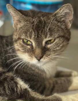 Rescue Tabby and Domestic Short Hair Cats for Adoption in Duette, Florida - Crystal | PetCurious