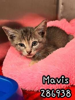 Rescue Domestic Short Hair Cats for Adoption in Macon, Georgia - MAVIS | PetCurious