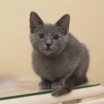 Violet -  Russian Blue Cat for Adoption in Hockessin, Delaware - Violet | PetCurious