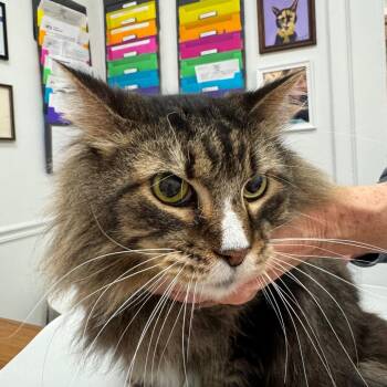 Domestic Long Hair Cats Available for Adoption in Peoria, Illinois - Guinness | PetCurious