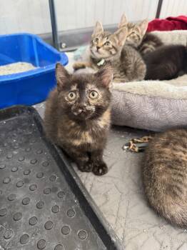Nettle -  Domestic Short Hair Cat for Adoption in Wayland, Michigan - Nettle | PetCurious