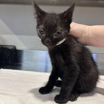 IVHS-Stray-139933 -  Domestic Short Hair Cat for Adoption in San Gabriel, California - IVHS-Stray-139933 | PetCurious