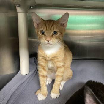 Egg -  Domestic Short Hair Cat for Adoption in Philadelphia, Pennsylvania - Egg | PetCurious