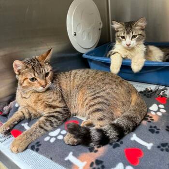 Butter C12490 -  Domestic Short Hair Cat for Adoption - Butter C12490 | PetCurious