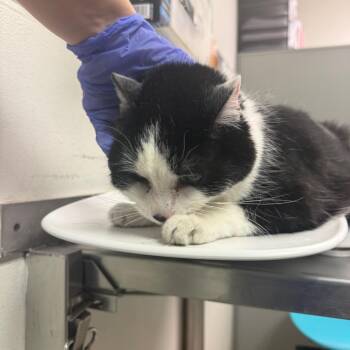 Domestic Medium Hair Cats Available for Adoption in Charleston, West Virginia - Mergie | PetCurious