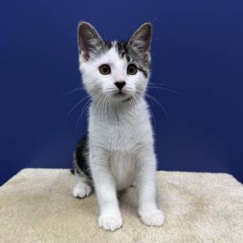 Lizzy -  Tabby and Domestic Short Hair Cat for Adoption in High Ridge, Missouri - Lizzy | PetCurious