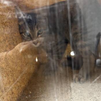 Delta -  Domestic Short Hair Cat for Adoption in Philadelphia, Pennsylvania - Delta | PetCurious
