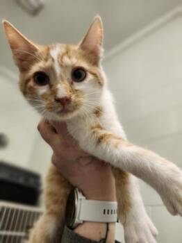 Zop -  Domestic Short Hair Cat for Adoption in Columbus, Indiana - Zop | PetCurious