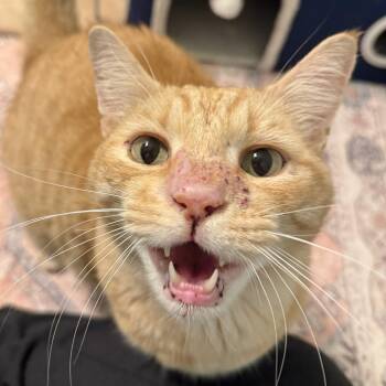 Pancho -  Domestic Short Hair Cat for Adoption in Chandler, Arizona - Pancho | PetCurious