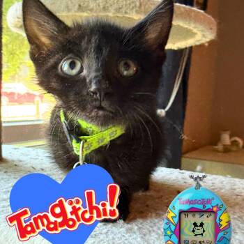 Tamagotchi -  Domestic Short Hair Cat for Adoption in Brownsboro, Alabama - Tamagotchi | PetCurious