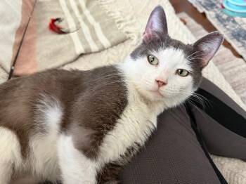 Tabby Cats Available for Adoption - Peter | PetCurious