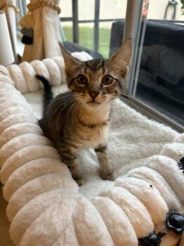Joseph -  Domestic Short Hair Cat for Adoption in Brandon, Florida - Joseph | PetCurious