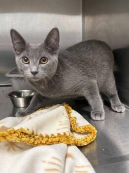 Iron Man -  Domestic Short Hair Cat for Adoption in Lafayette, Indiana - Iron Man | PetCurious