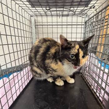 Fractious pop -  Domestic Short Hair Cat for Adoption in Columbiana, Alabama - Fractious Pop | PetCurious